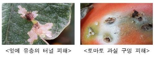 내년부터 뿔나방 해충 없는 토마토만 일본 수출 가능