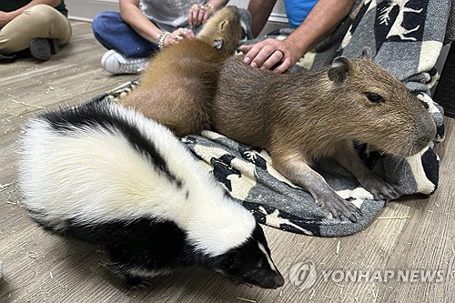 인기몰이 동물 카피바라 아르헨 부촌에선 생존 투쟁 중