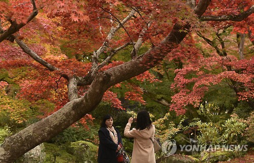 교토 단풍철 외국인 30일본인은 외곽 명소 쏠려