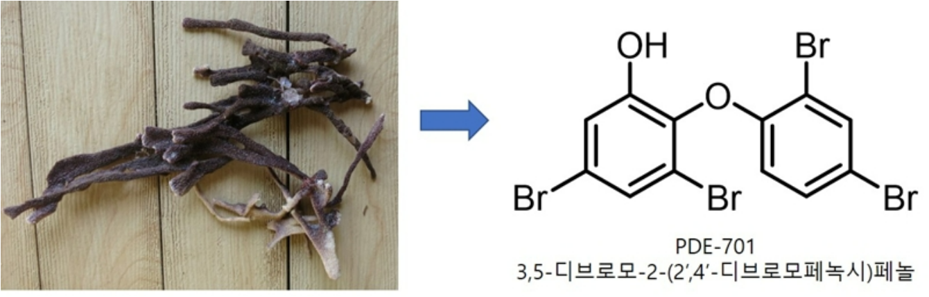 PDE701 분리에 사용된 해면과 화학구조.