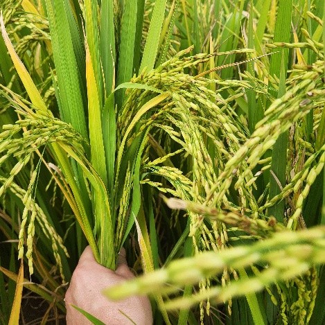 한국형 장립종 벼. (사진=해남군농업기술센터 제공)