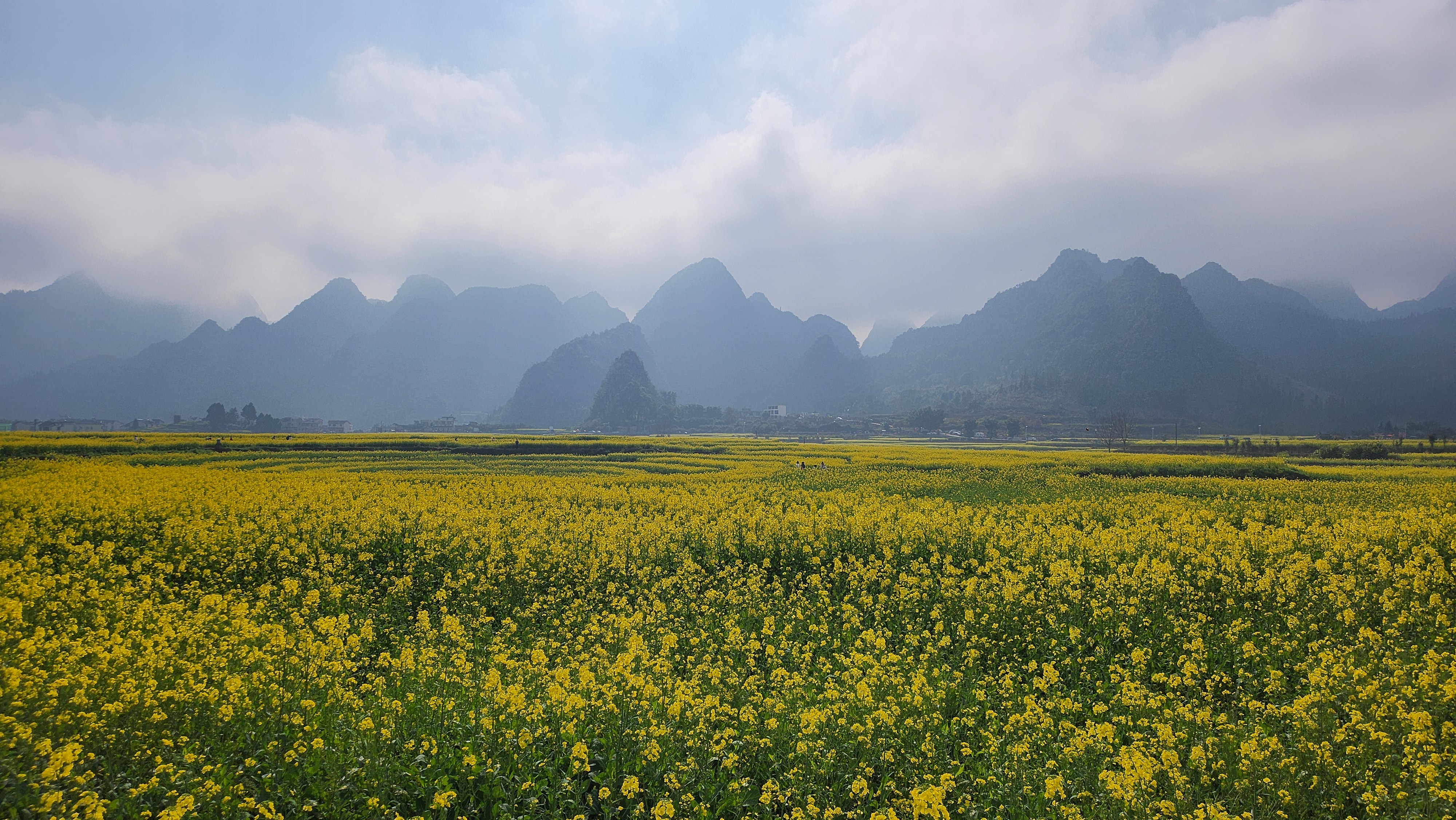 만봉림과 유채꽃밭. 카르스트 지형이 이목을 끌게 만든다.