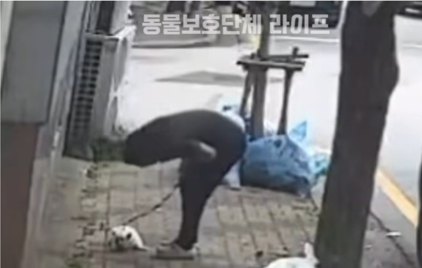 사진=동물보호단체 라이프 영상 캡처