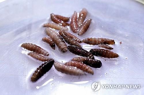 나사벌레 유충. 사진=연합뉴스