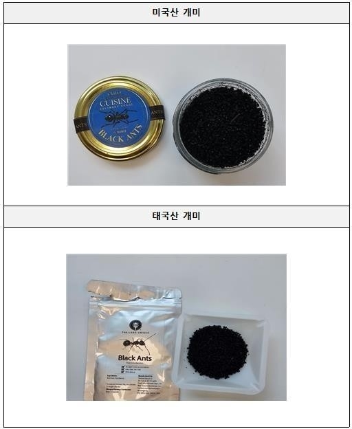식용 개미. 사진=식품의약품안전처
