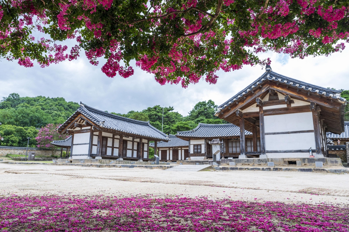 논산 돈암서원 배롱나무꽃. 사진=논산시