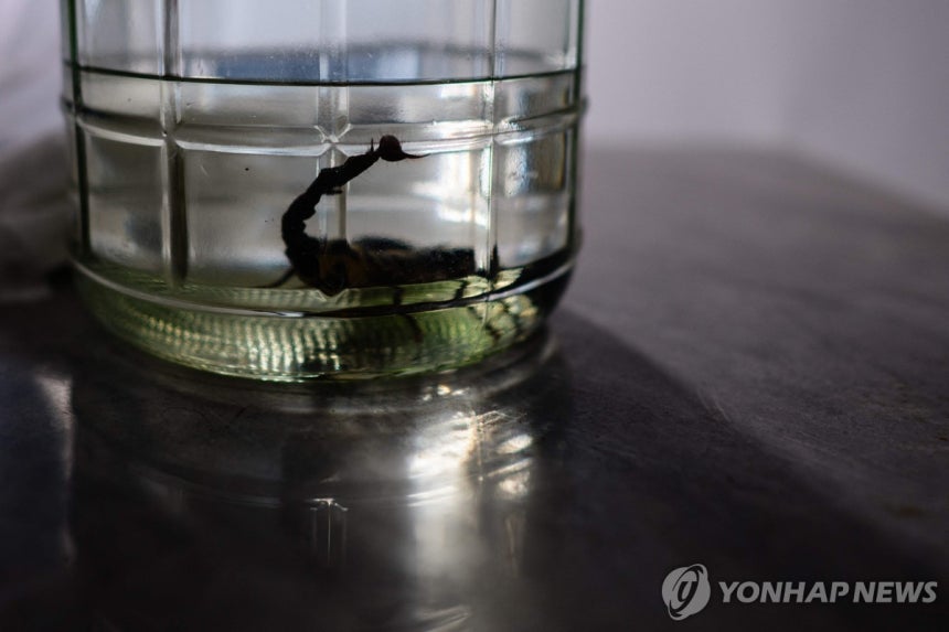 유리항아리 속 용액에 보존된 전갈. 사진=연합뉴스(기사 내용과 직접 관련 없음)