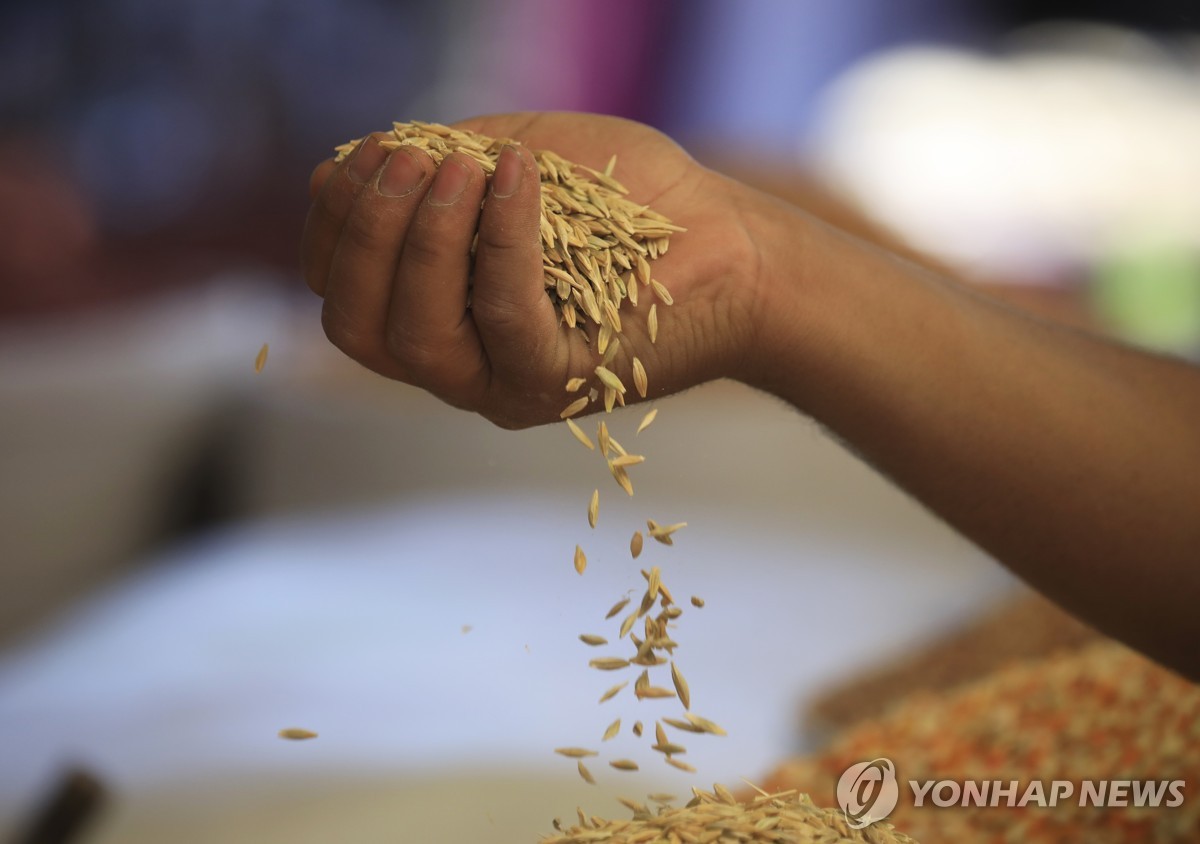 예멘의 시장에서 상인이 낟알을 들어 보이는 모습. 사진=연합뉴스