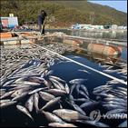 저수온,세력,수산과학원,남해