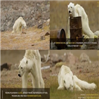 북극곰,영상,모습