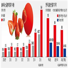 딸기,일본,호주,한국,품종,시장,한국산,일본산,수출,과일