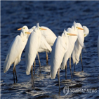 영하,철원,김화