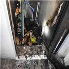 고양이,이웃집,이웃