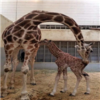 기린,오월드,아기