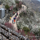 축제,광양시,서막,매화축제