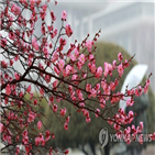 오후,강원,산지,전망