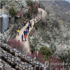 매화축제,광양,공연