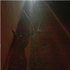 와이어,고속도로