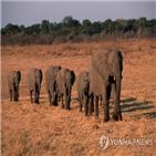 사냥,코끼리,허용,트럼프,트로피,아프리카