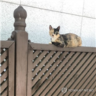 고양이,카페,보안업체,직원