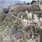 축제,매화축제,광양,관광객,둔치주차장,청춘