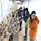 미선나무,괴산,미선나무꽃축제