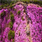 진달래,군락지,고려산