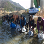 연어,방류,치어,중소기업,마리,지원