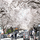 벚꽃,부산