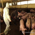돼지,구제역,발생,백신,농가,대해,접종,돼지농가,농식품부