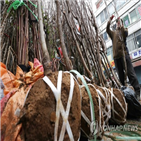 기온,식목일,평균