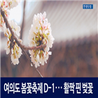 봄꽃축제,여의도,6일,벚꽃