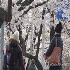 벚꽃,서울,날씨,여의도,노점상,오전,윤중로,이날