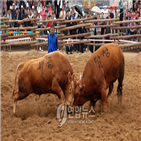 소싸움대회,대구