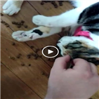 남성,고양이,영상