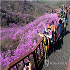 진달래,벚꽃,고려산,야간,축제