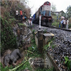 코끼리,인도,열차,먹이
