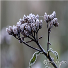 영하,서리,기온,아침