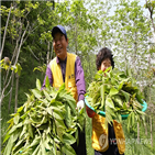 축제,청남대,옥천,주말,야생화,영춘,행사장,옻칠