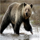 불곰,국립공원,수렵
