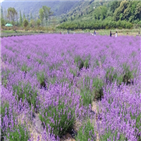 라벤더,행사
