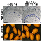 식물,체관,줄기,단백질,연구팀