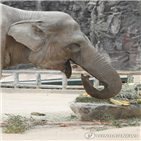 칸토,서울대공원,코끼리