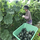 밤호박,미니,해남,호박