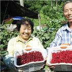 산딸기,옥천,지역