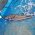 철갑상어,태안,앞바다