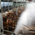 폭염,가축,농가,피해