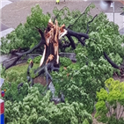 나무,장맛비,느티나무