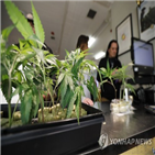 마리화나,처방약,추출,승인