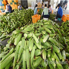 출하,홍천군,올해